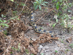 Pituophis deppei