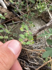 Euphorbia setiloba