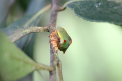 Alchisme rubrocostata