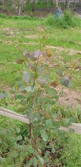 Eucalyptus polyanthemos