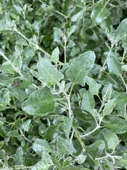 Chenopodium parabolicum