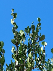 Maytenus buxifolia