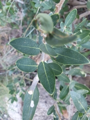 Oleaceae