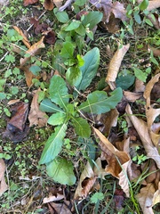 Salvia lyrata