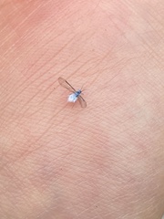 Prociphilus tessellatus