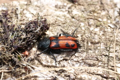 Astylus trifasciatus