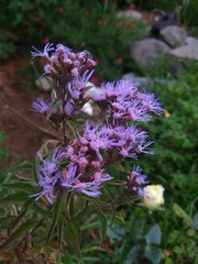 Chromolaena pulchella