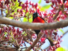 Chalcomitra senegalensis gutturalis