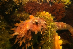 Macroctopus maorum