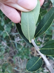 Oleaceae