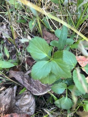 Zizia aurea