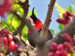 Chalcomitra senegalensis gutturalis