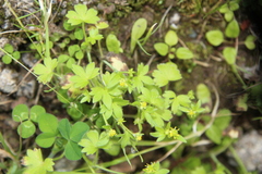 Ranunculus parviflorus