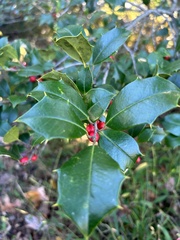 Ilex opaca