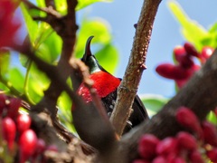 Chalcomitra senegalensis gutturalis