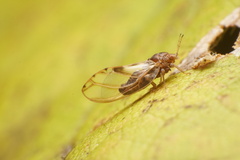 Phylloplecta tripunctata