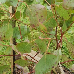 Eucalyptus polyanthemos