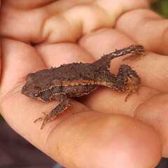 Rhinella rostrata