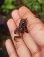 Rhinella rostrata