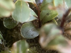 Rhizomnium punctatum