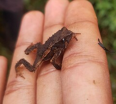 Rhinella rostrata