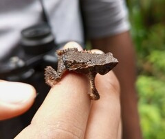 Rhinella rostrata