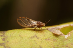 Phylloplecta tripunctata