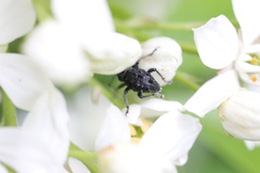 Megalometis spinifer