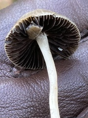 Parasola conopilea