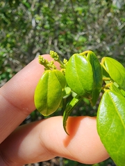 Amyris balsamifera