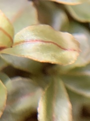Rhizomnium punctatum
