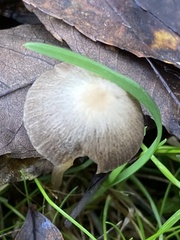 Parasola conopilea