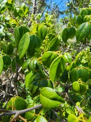 Amyris balsamifera
