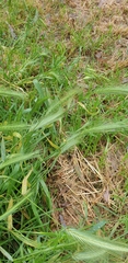 Hordeum murinum