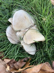 Clitocybaceae