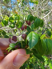 Amyris balsamifera
