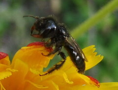 Panurgus dentipes