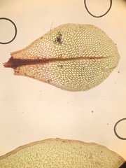Rhizomnium punctatum