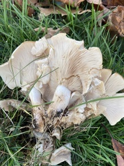 Clitocybaceae