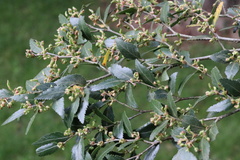 Nothofagus dombeyi
