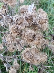 Arctium tomentosum