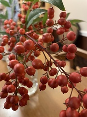 Nandina
