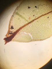 Rhizomnium punctatum