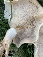 Clitocybaceae