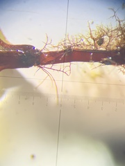 Rhizomnium punctatum