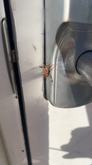 Leptoglossus occidentalis