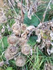 Arctium tomentosum