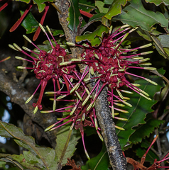 Knightia excelsa