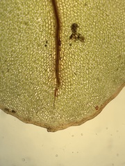 Rhizomnium punctatum