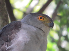 Accipiter bicolor
